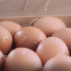 le nostre uova